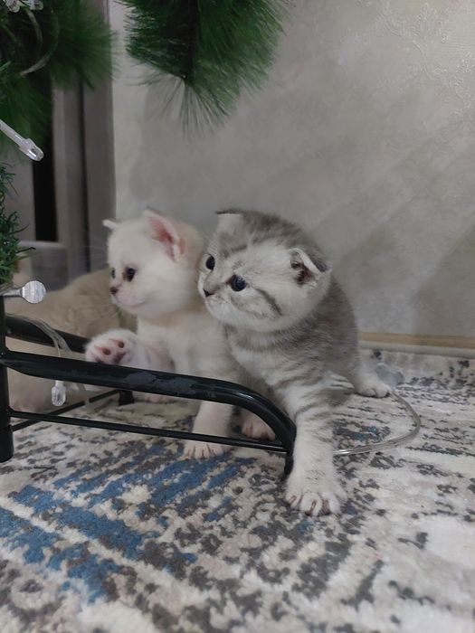 Продаются британские котята 3 мальчика.