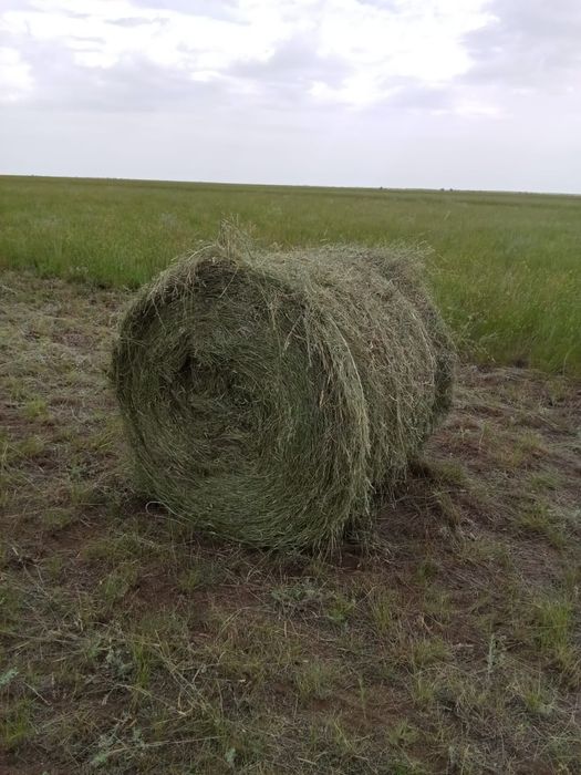 Продам сено житьняк в рулонах . Вес 200кг