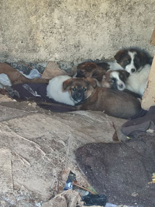 Щенки в добрые руки, бесплатно