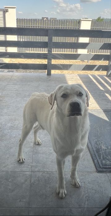 Mascul Labrador retriver pentru monta