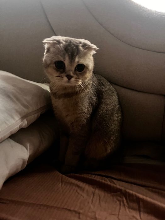 продажа кошка шотландская