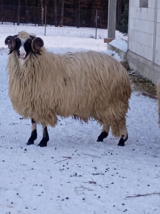 Berbeci Brez Noatini