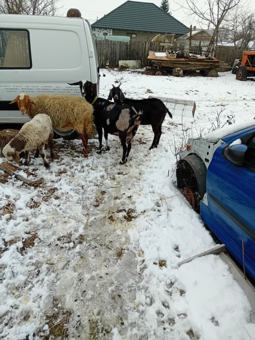 Vînd capre  Anglo nubiene cu pedigree.