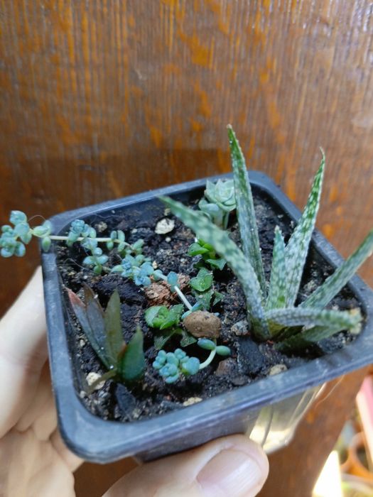 Продам цветочки по 500 тг!