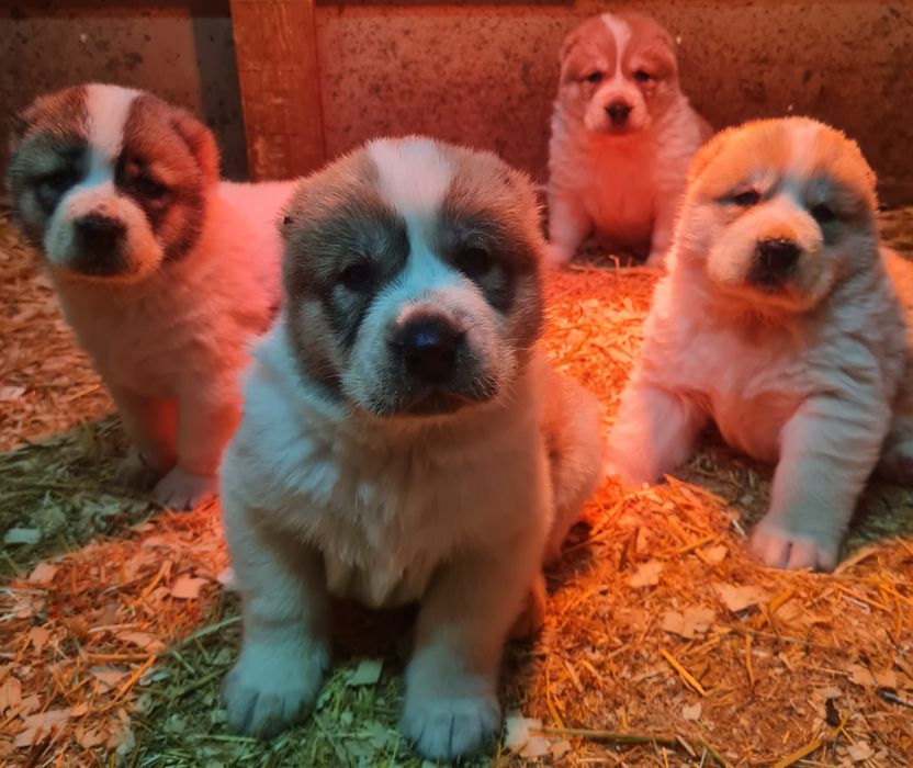 Щенки САО (Алабай)