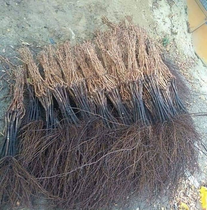 Butași viță de vie Altoita și Hibrida anul 2 și 3 diverse soiuri