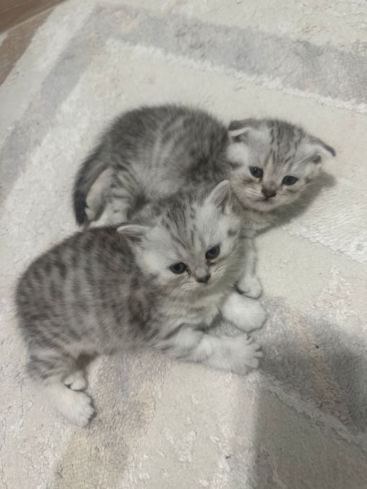 Продаются кошки породистые