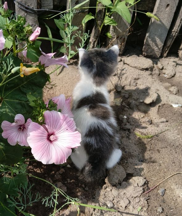 Очаровательные котята в добрые руки.