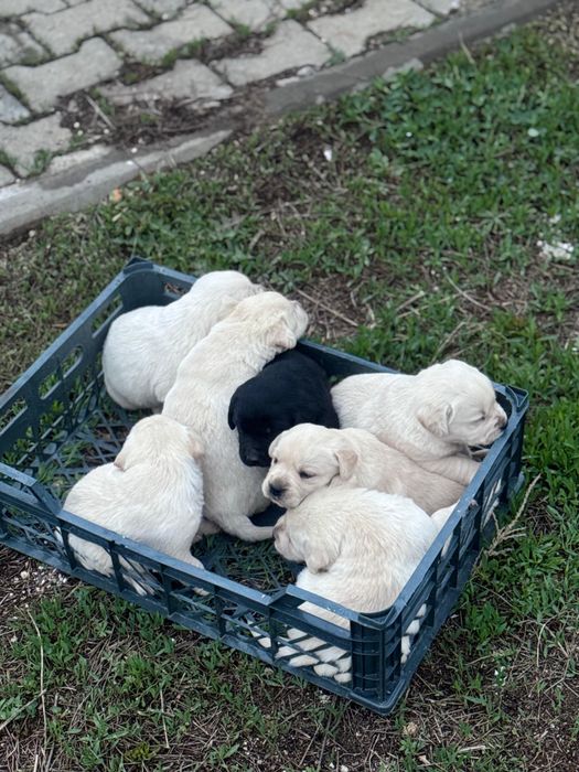 Лабрадор щенята