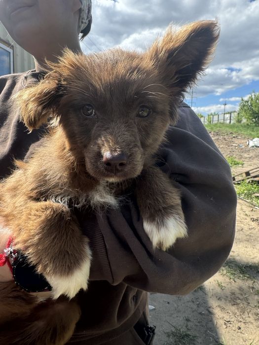 Отдам собак в добрые руки (разной породы )