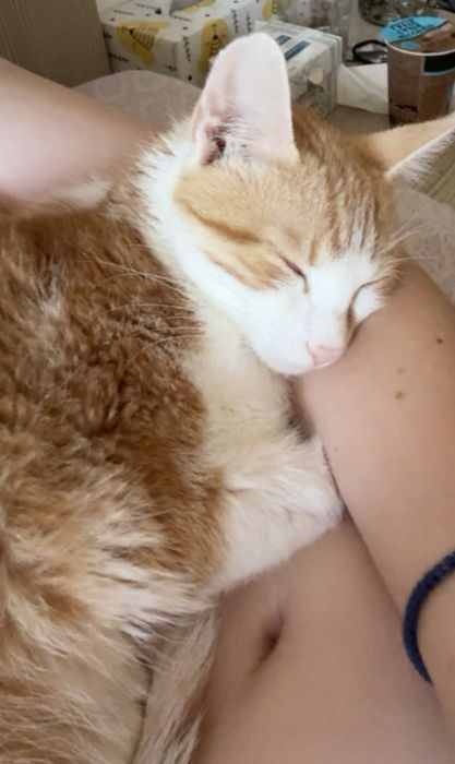 Pentru adoptie responsabila 2 pisici