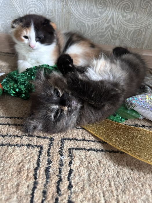 Отдаем котят в добрые руки