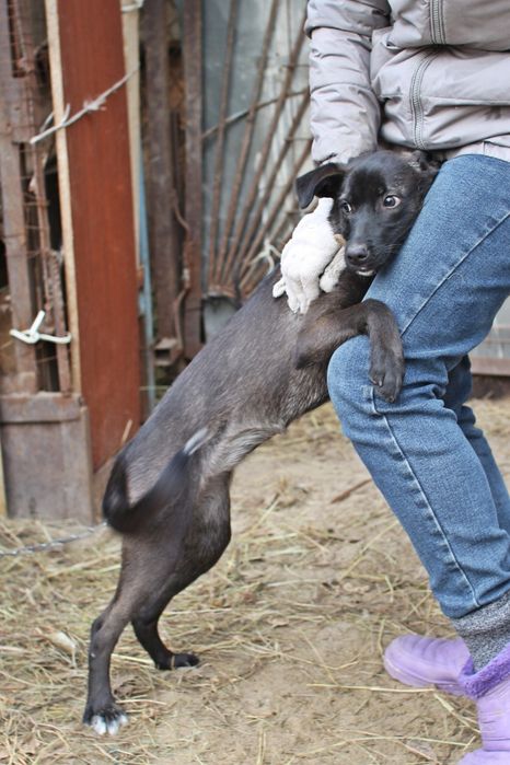 Отдам в добрые руки