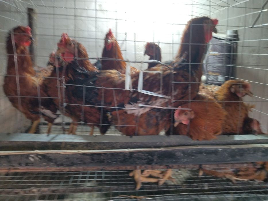 Хан хяп товуклари