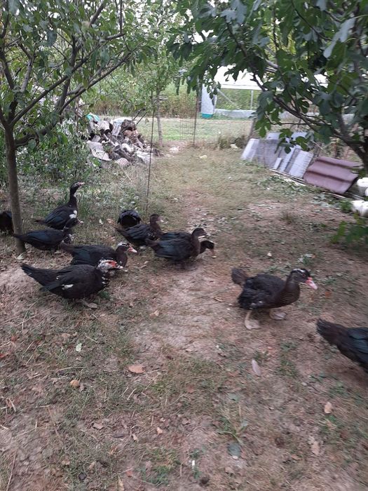 Rațe leșești de un an