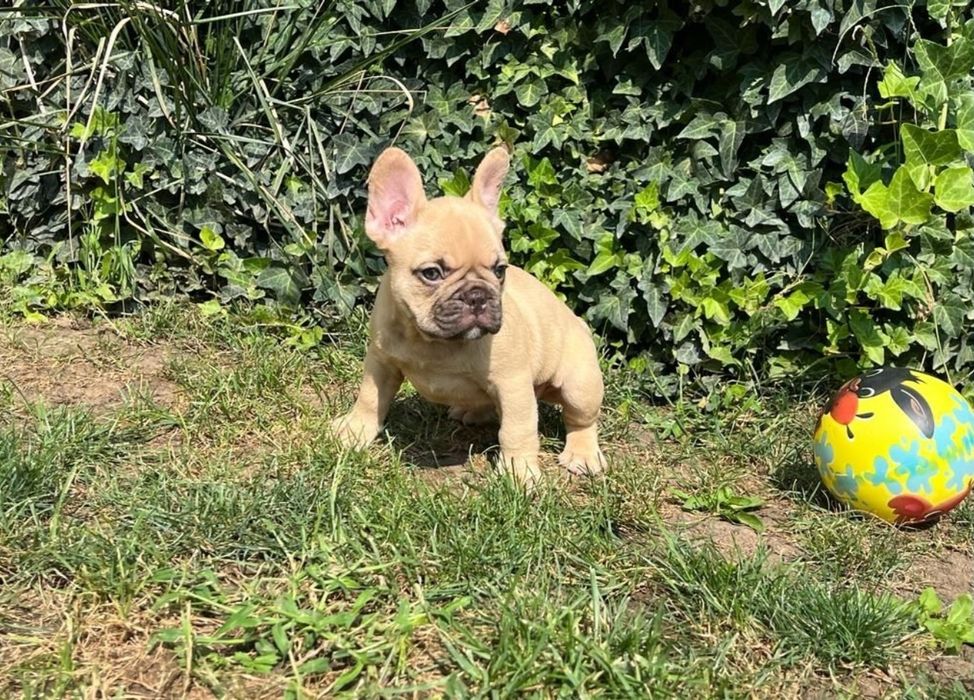 Bulldog francez femela