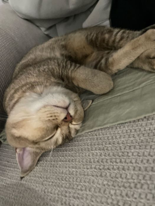 Шиншилла кошка милая