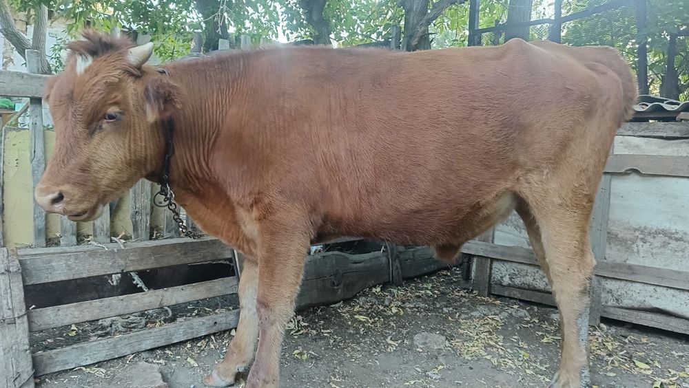 Өгіз сатылады. Бағасы 400мың