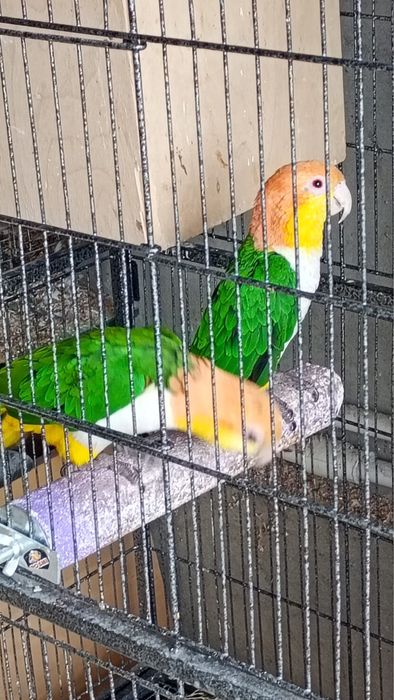 Vand pereche de papagali caique