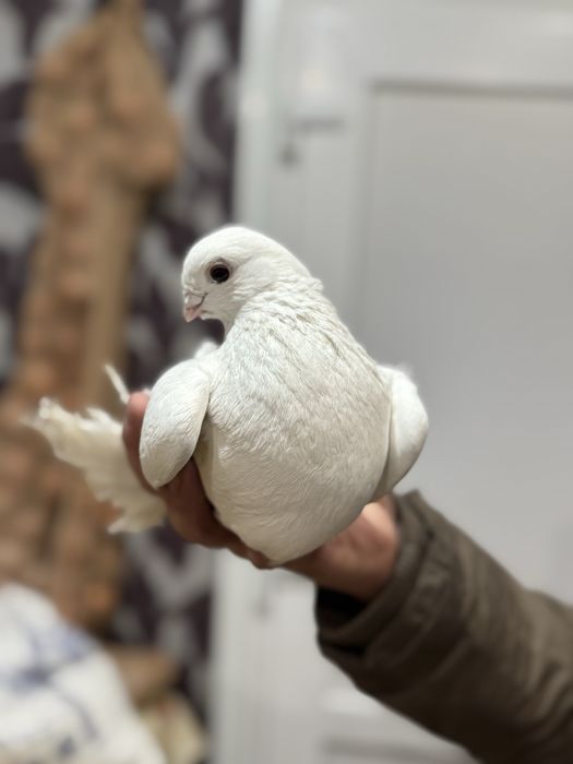 Продам летных, бойных голубок