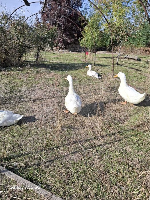 VÂND RAȚE crescute în gospodărie