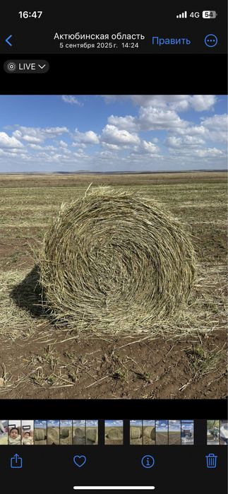 Продам суданку этого года укос