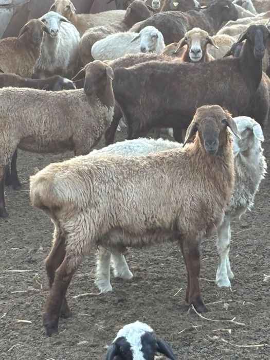 Продам баранину , тушками . Живьем