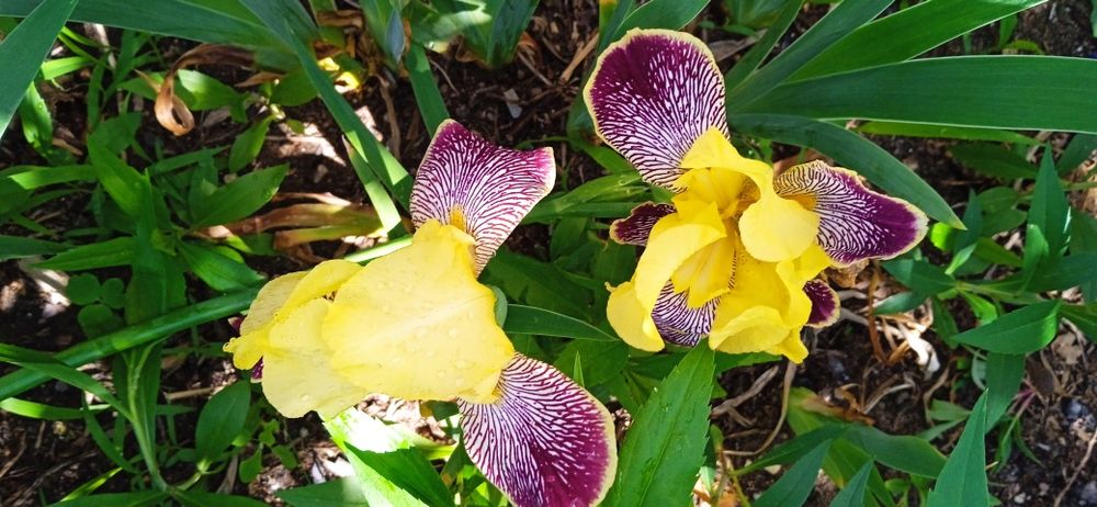 Продам цветы и саженцы.