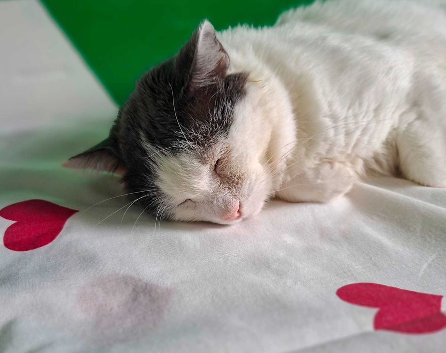 Adoptie pisica cuplu Martafoii, curte, se aduc in tara