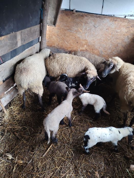 vând 4 oi cu 6 miei metiș-suffolk