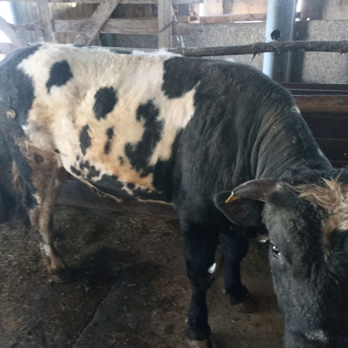 продам  2 быков  .