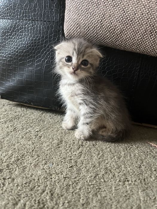 Продам маленьких котят