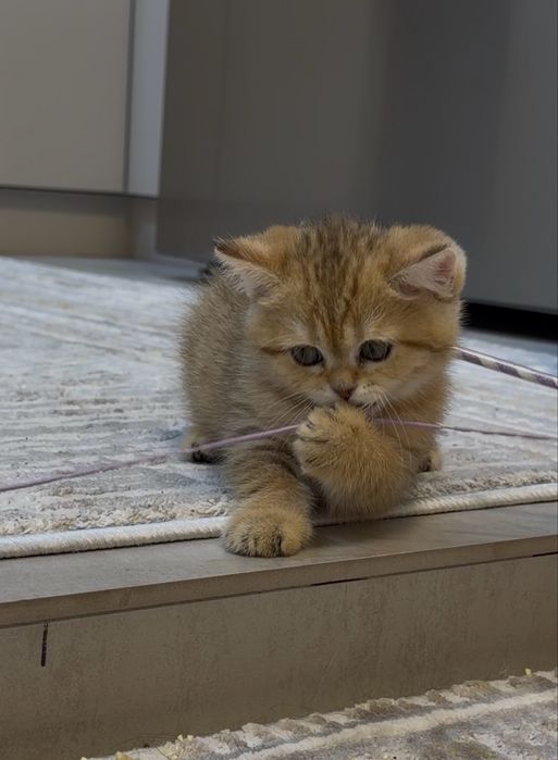 Шотландские страйт-котята