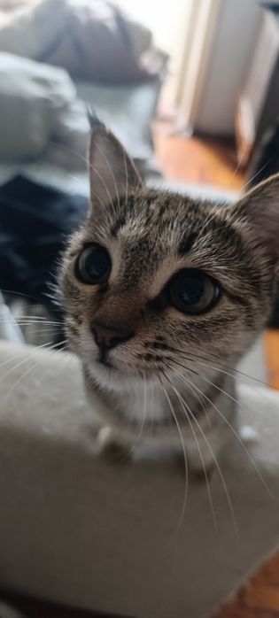 Кошечка а добрые руки