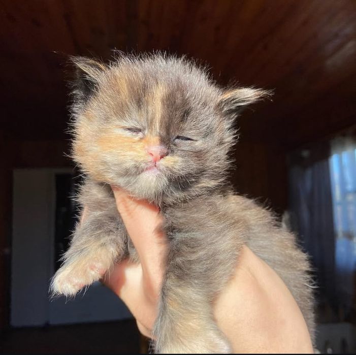 Котята Мейн Куны