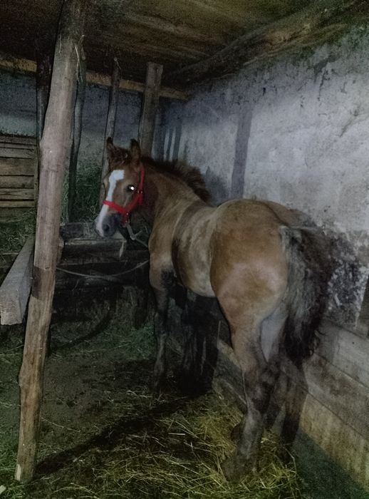 Mânz de 3 luni jumate de vânzare