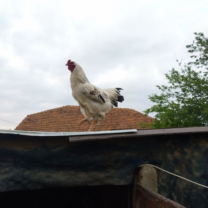 Vand cocoși încălțați și oua de puicute ouatoare