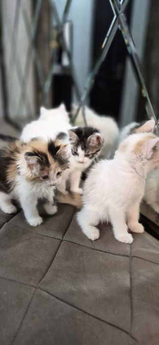 Пристройство кошечки и котят по отдельности можно