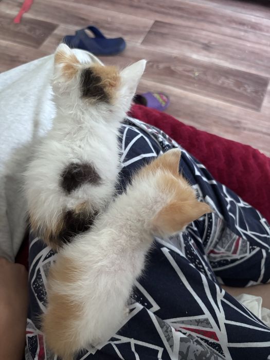 Котята девочки , отдам в добрые ручки