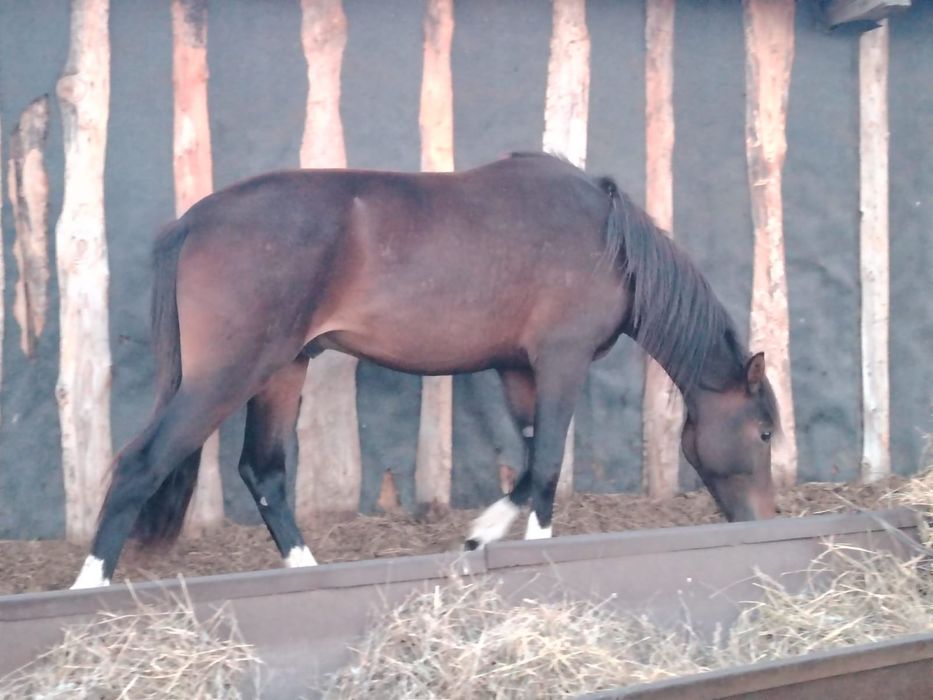 Продам Айгыра 900 000