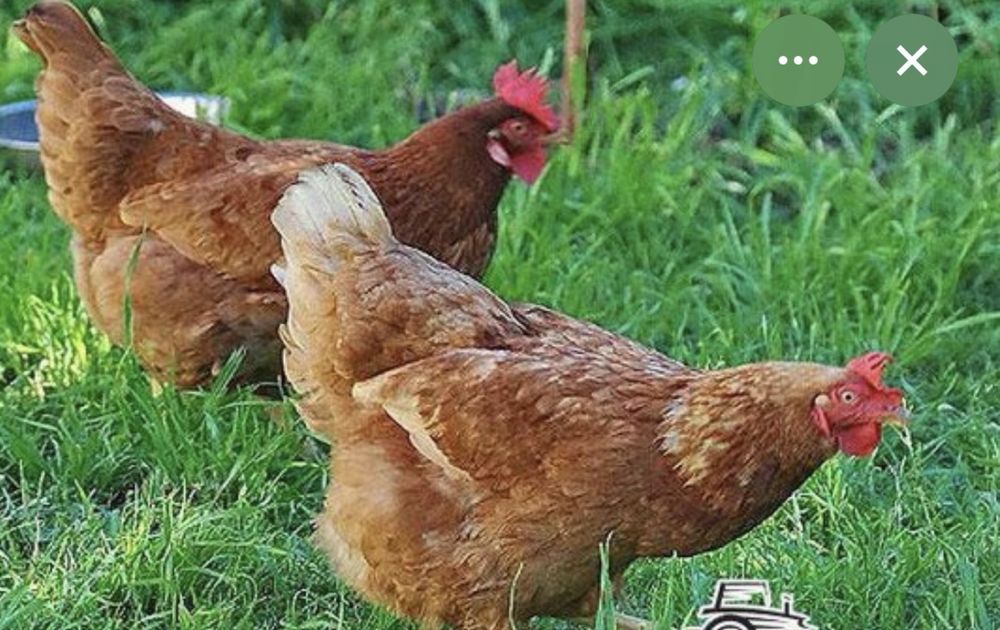 Ломан браун несушки