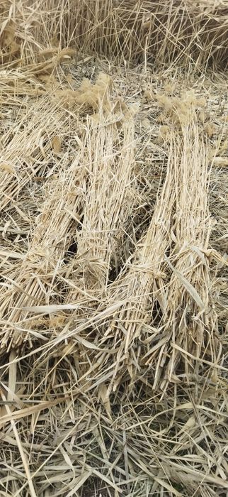 Қамыс 260 даставка