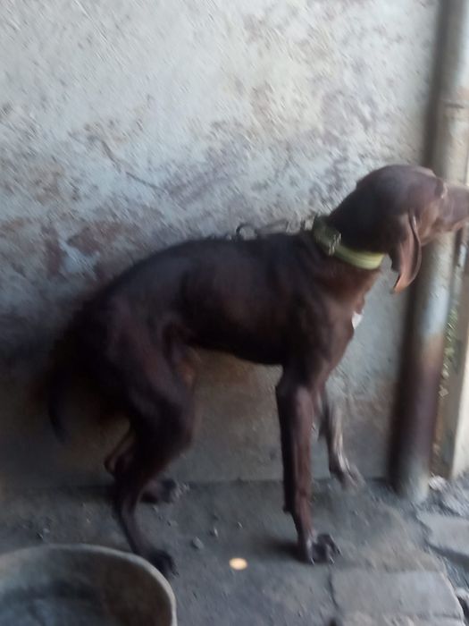 Собака   охотный