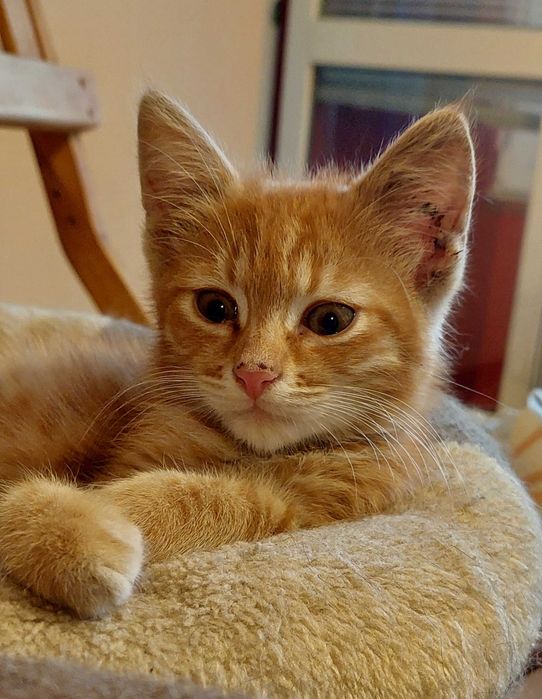Подарявам мъжко котенце