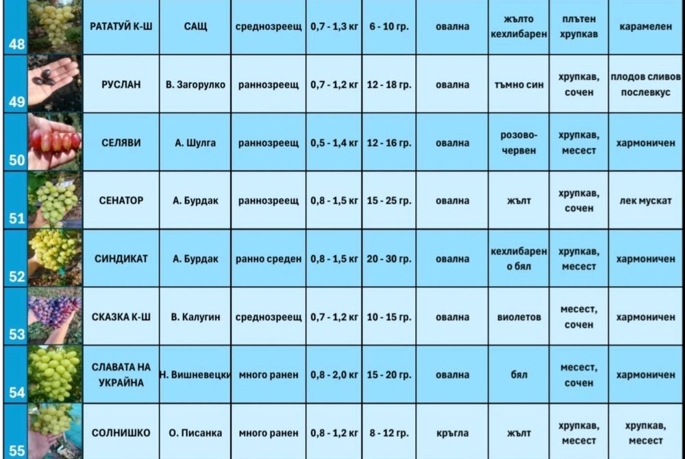 Резници от десертни сортове грозде безсеменни лозе лозарство