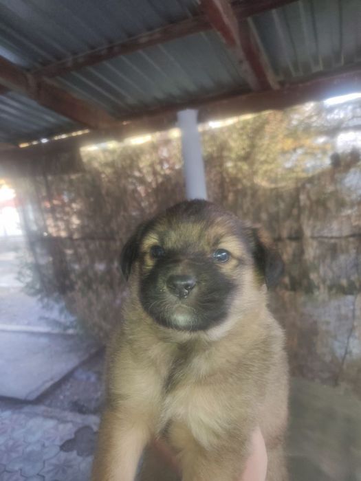 Отдадим щенят