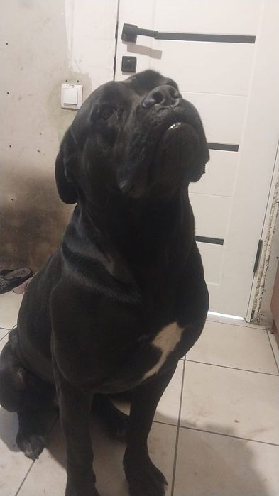 Кане Корсо вязка