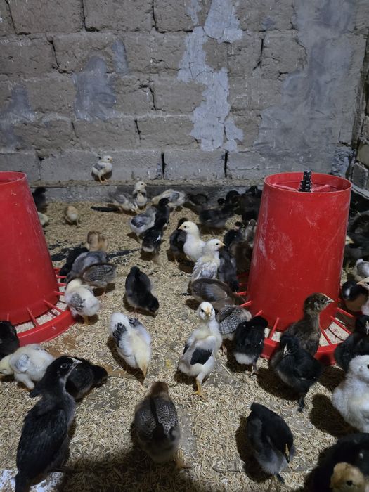 Продаю цыплят , в наличии около 200 штук