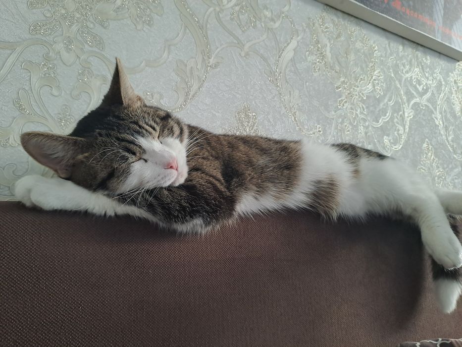 Потерялся кот в районе нахаловки