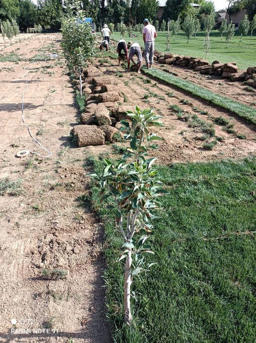 Газон рулониви  и семена газона